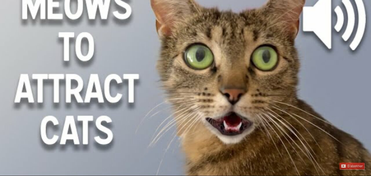 Sound that attract cats - Meow to make cats came to you