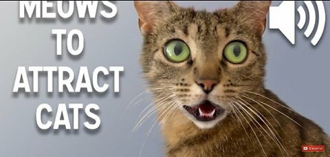 Sound that attract cats - Meow to make cats came to you