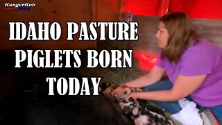 Idaho Pasture Piglets Born, Join the Magic Day