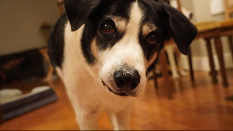 Dogs Tries to CATCH Lazer Light...but to no avail