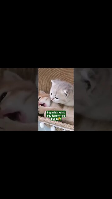 kasih sayang nya ga bisa di gantikan oleh apapun #kucing #bucin #shortvideo
