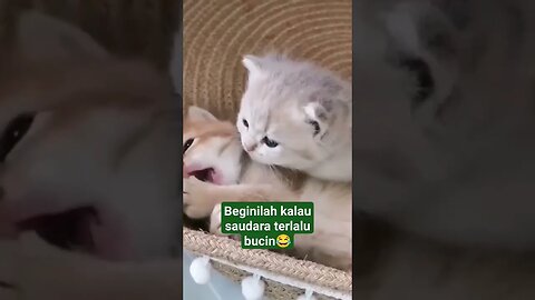 kasih sayang nya ga bisa di gantikan oleh apapun #kucing #bucin #shortvideo