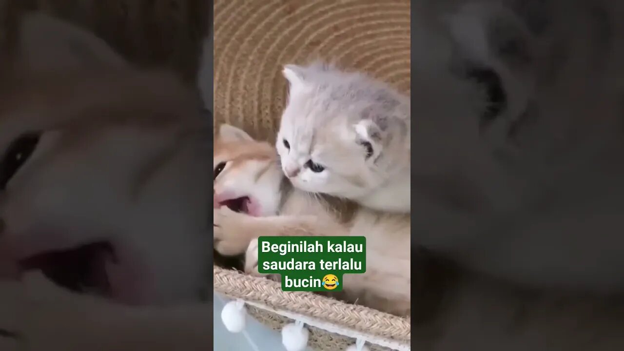 kasih sayang nya ga bisa di gantikan oleh apapun #kucing #bucin #shortvideo