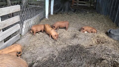 Kune Kune momma and her Seven piglets.