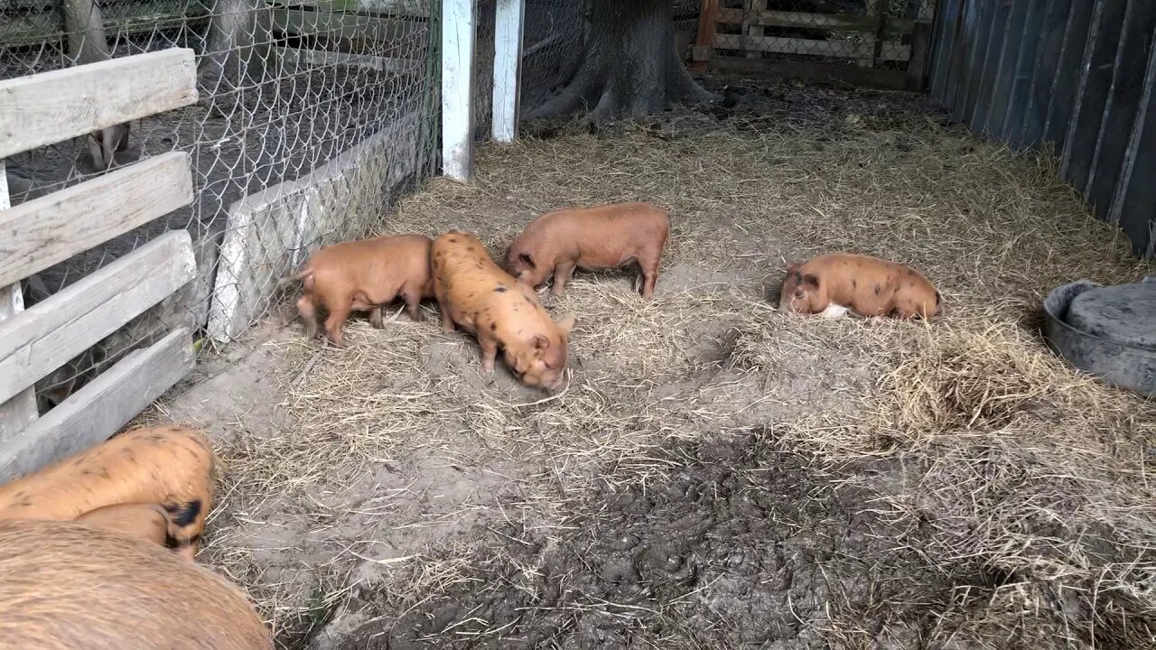 Kune Kune momma and her Seven piglets.