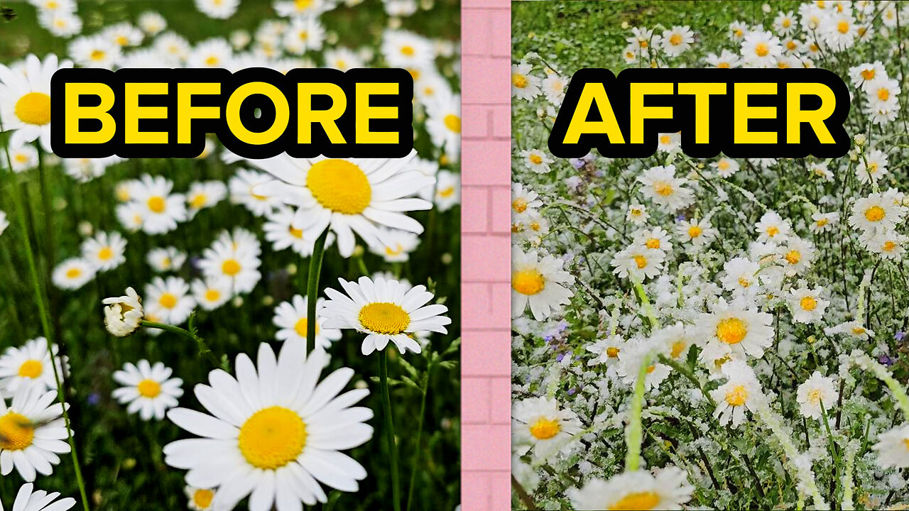 Beautiful Ox-eye daisies, sound of wind and surroundings, before and after snow, asmr, no talking