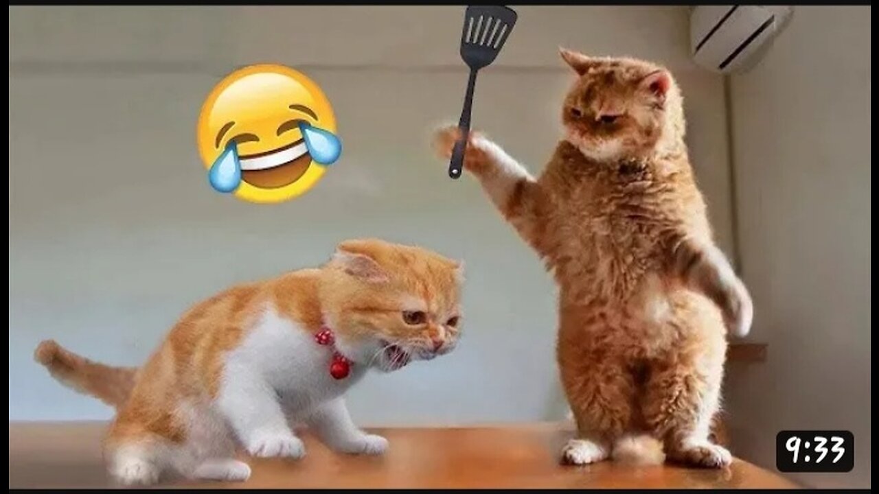 #Animals Funny video