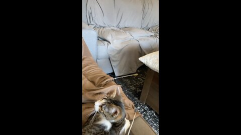 Kitty playing fetch
