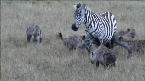 🦓 HYENAS BRUTALLY KILL PREGNANT ZEBRA! Savage Feast on Mother & Unborn Foal 😱 (GRAPHIC)