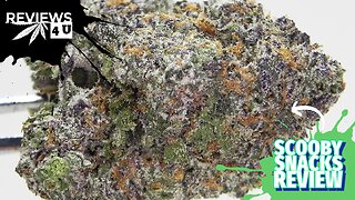 SCOOBY SNACKS STRAIN REVIEW | REVIEWS 4 U