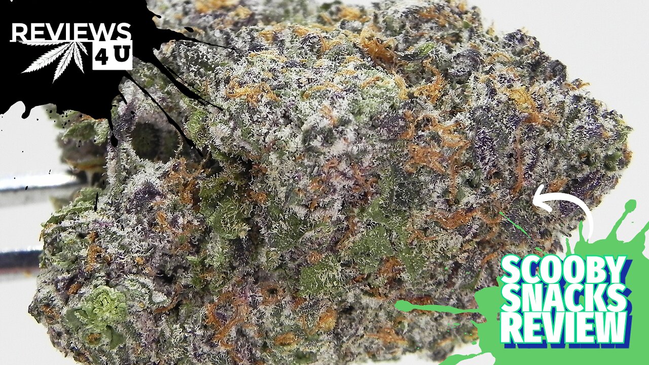 SCOOBY SNACKS STRAIN REVIEW | REVIEWS 4 U