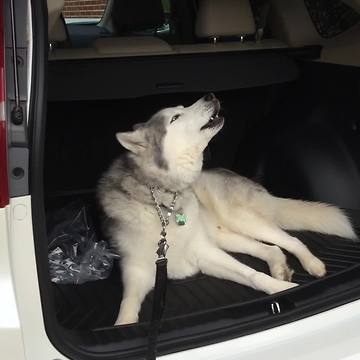 Stubborn Husky Refuses To Leave Car, Throws Epic Tantrum