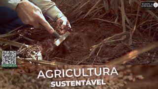 SH-24 da Lottus Biosoluções oferece maior enraizamento e aos produtividade para a cana-de-açúcar