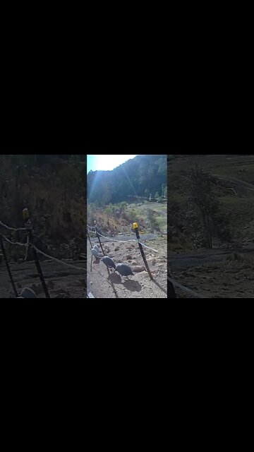 Spying on my Guinea fowl