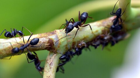 Dangerous life of black Ant in your house