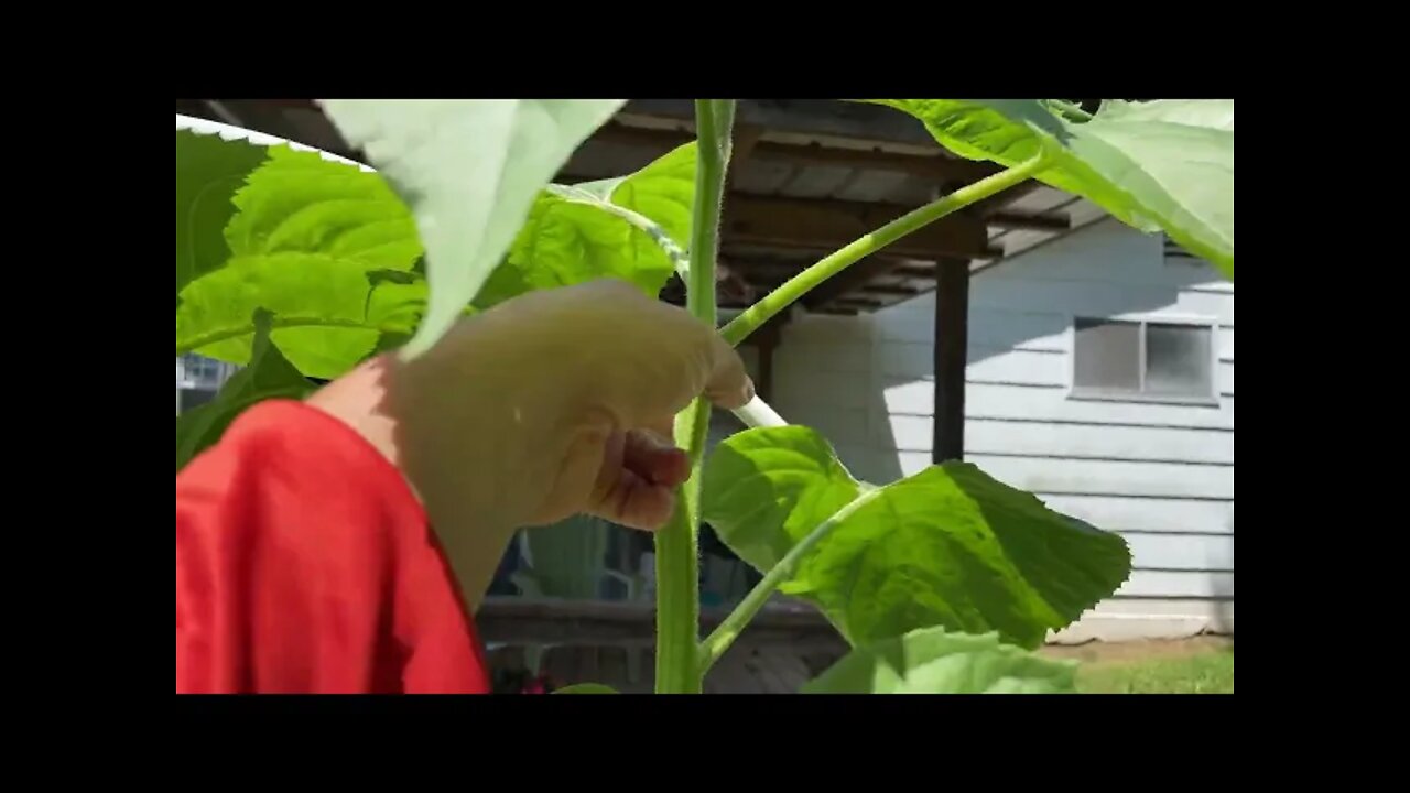 Das food forest