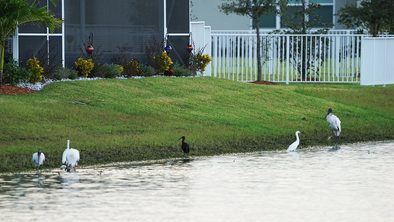 Every Bird Species in Florida Congregates to Lake Greer