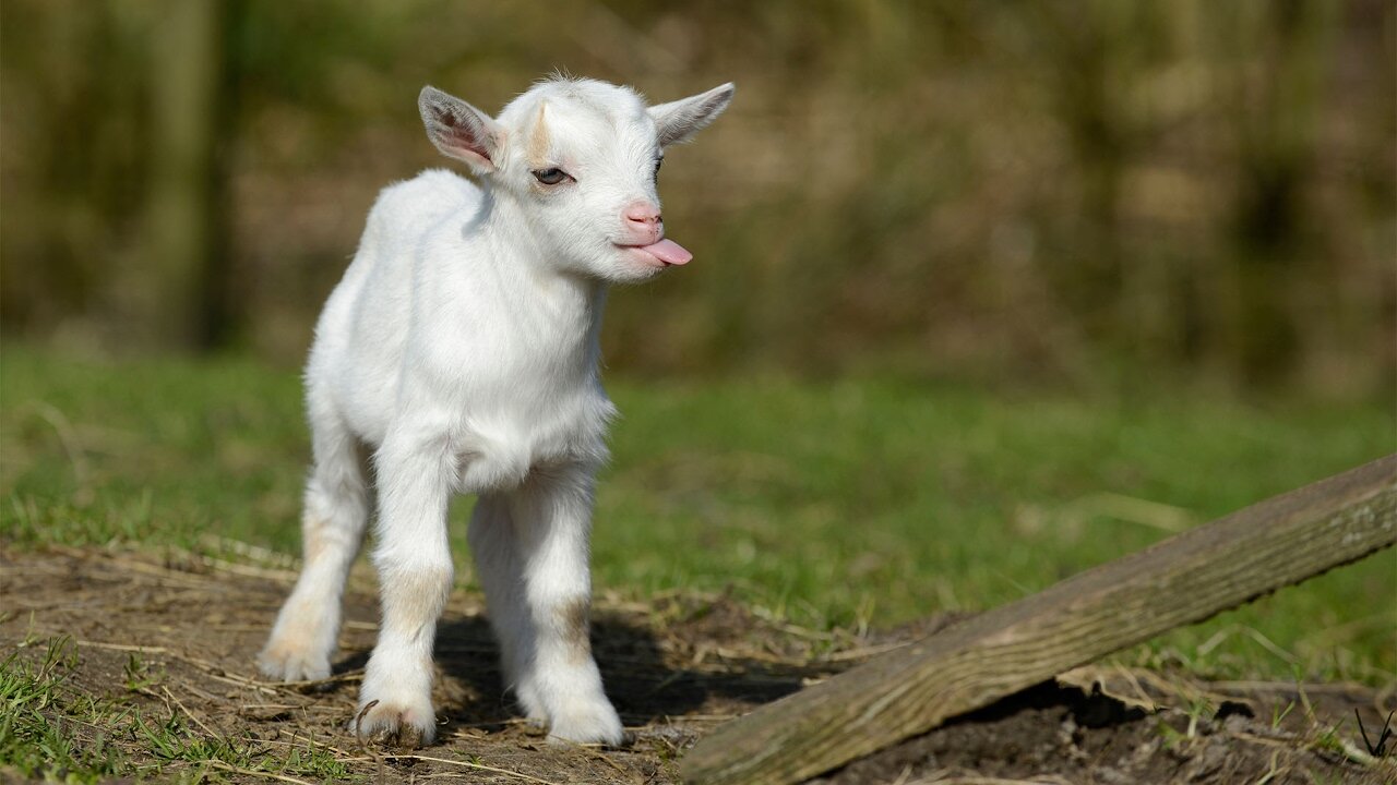 Most Funny and Cute Baby Goat Videos Compilation