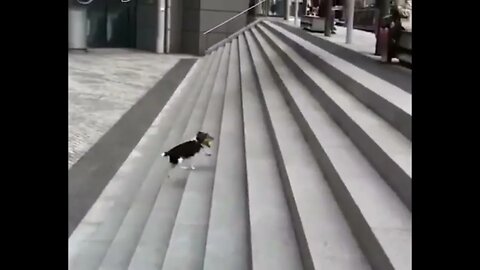 Dog plays fetch