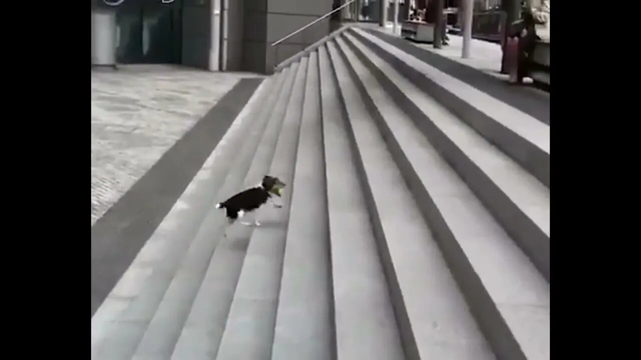 Dog plays fetch
