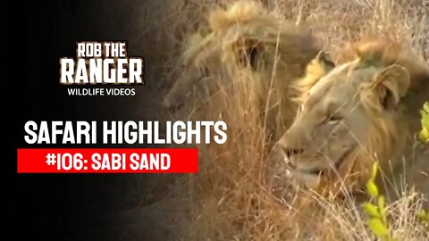 Safari Highlights #106: 26 - 29 July 2011 | Sabi Sand Nature Reserve | Latest Wildlife Sightings