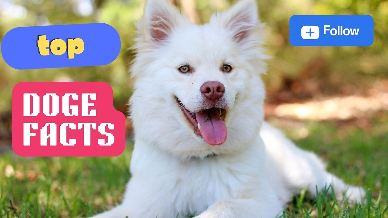 Facts about dogs