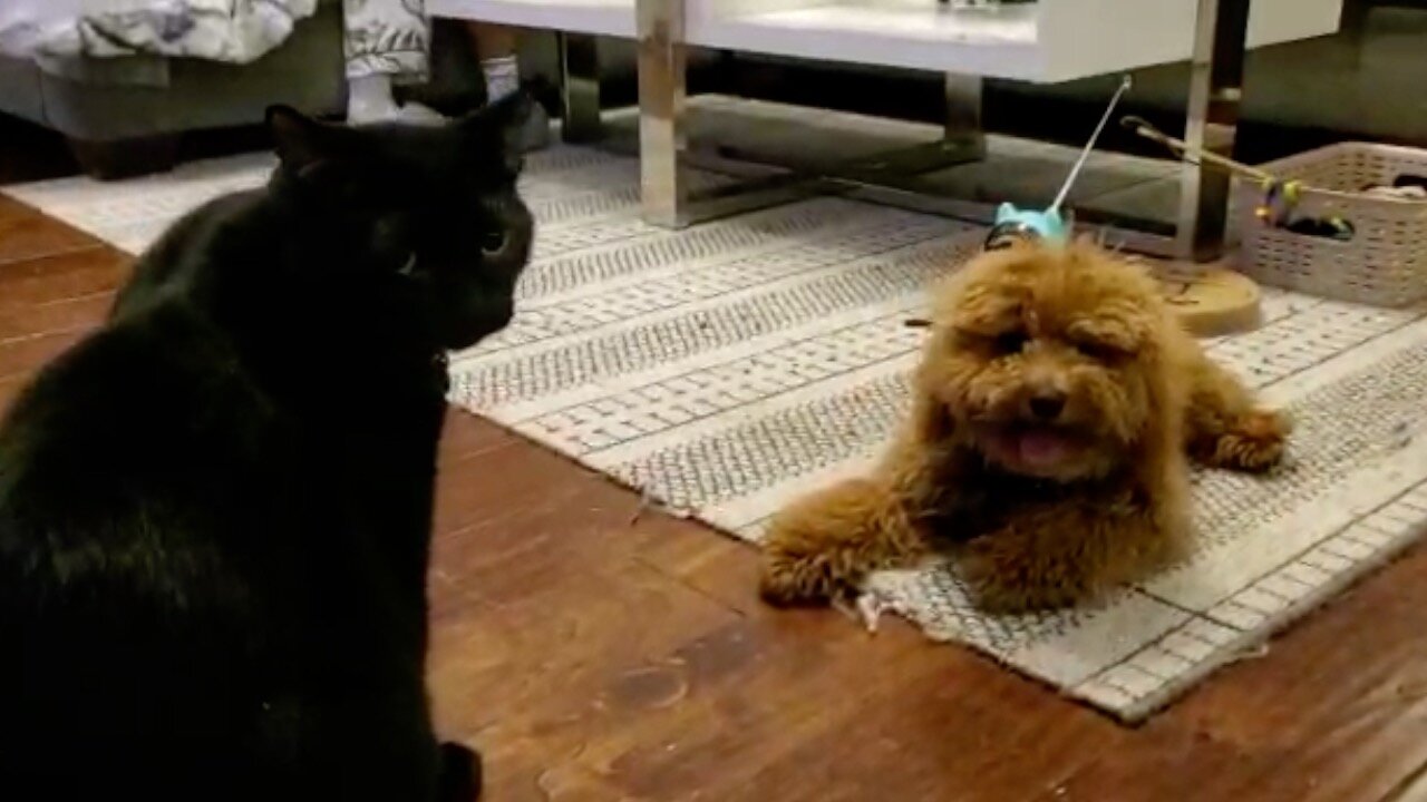 Rio the Dog & Pepe The Cat Play Fight all Over the Living Room Again