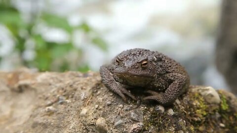 Toad basking on the rock