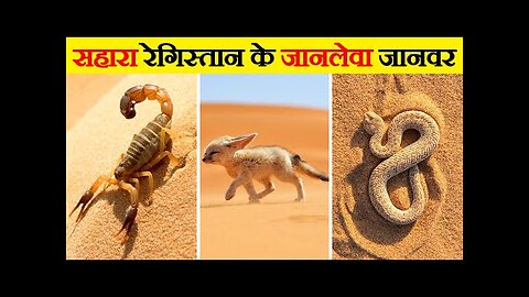 Animals Found in Sahara desert. 2023