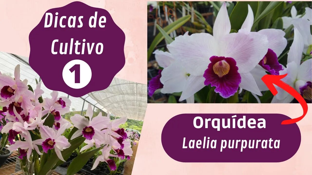 DICAS DE CULTIVO 01 - TENHA SAÚDE E BEM-ESTAR FÍSICO E EMOCIONAL COM O CULTIVO DE ORQUÍDEAS