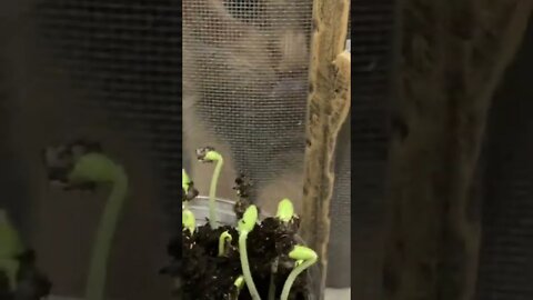 Cats Reaction to New Garden Smells