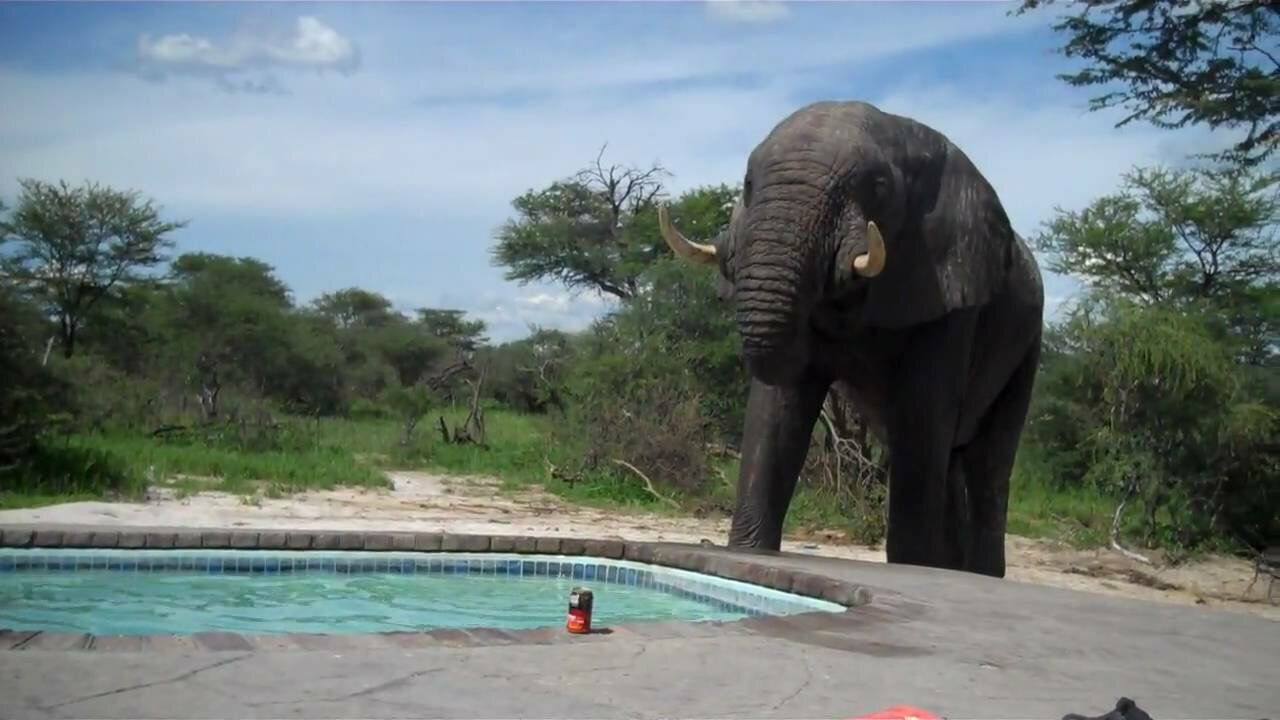 Elephant crashes the pool party