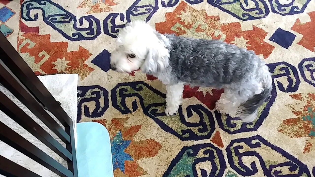 I Litter 4 weeks old tomorrow(2)