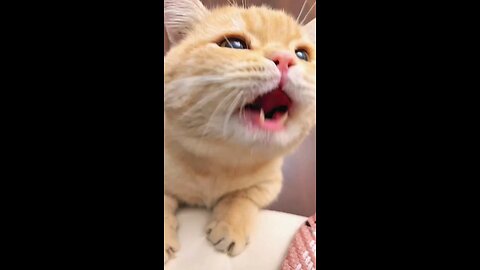 funny cat 😺