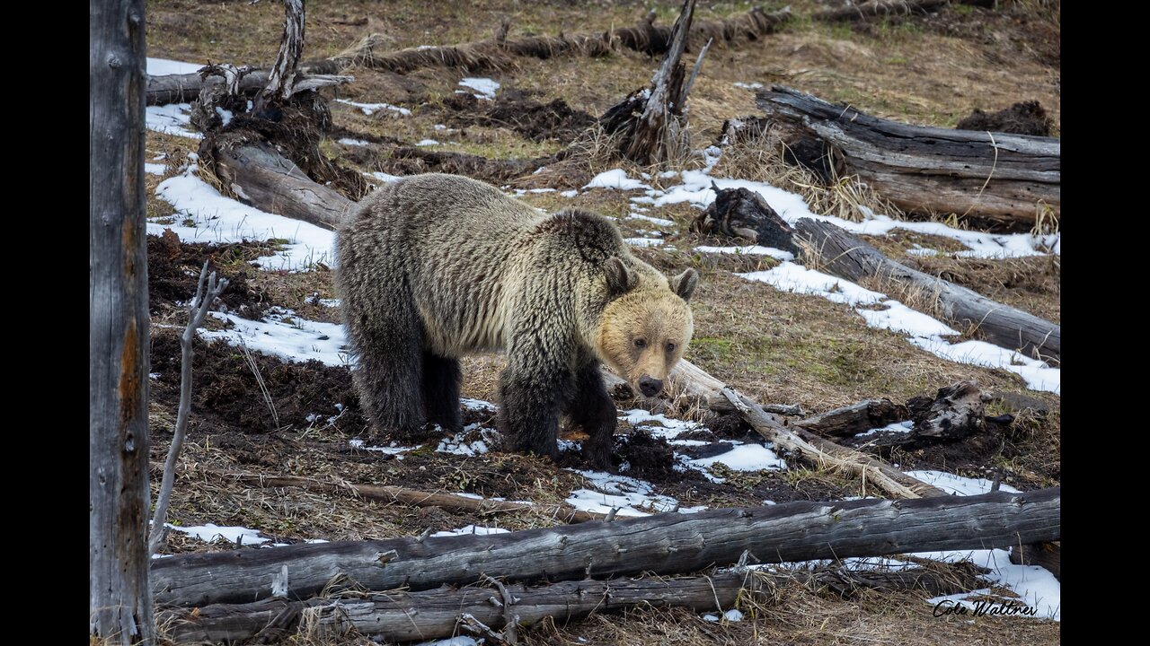 iconic Grizzly Bear 399 has died!