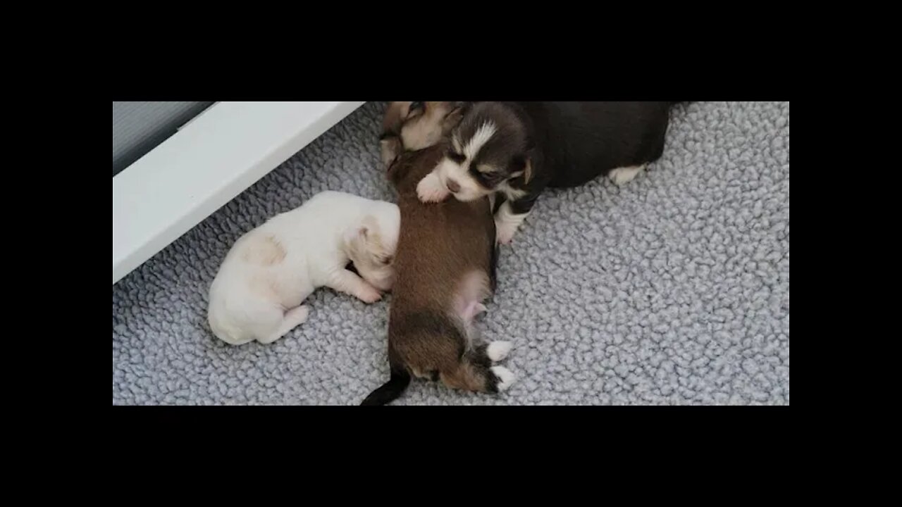 O Litter - 2 weeks & 2 Days Old (3)