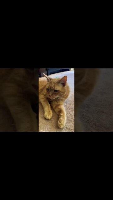 My cute cat cleaning himself