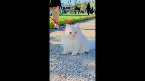 White cat with cheerful eyes