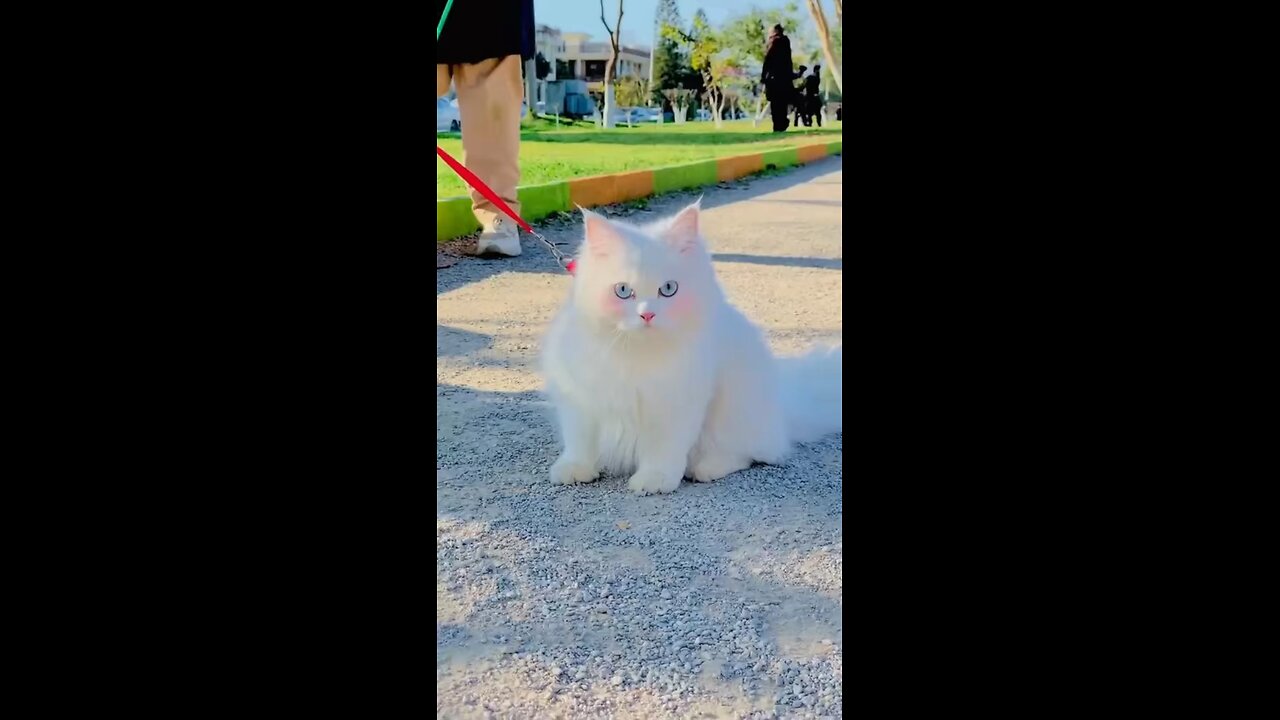 White cat with cheerful eyes