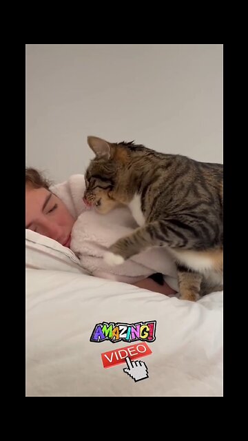 Cat waking up its owner