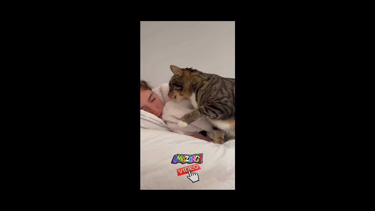 Cat waking up its owner