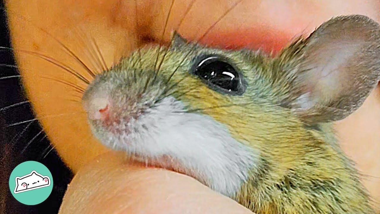 The Tiny Creature That Changed Everything: The Story of a Woman and Her Mouse | Furry Buddies