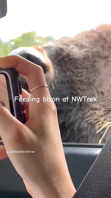 Hello, Bison, goodbye. You're scary!