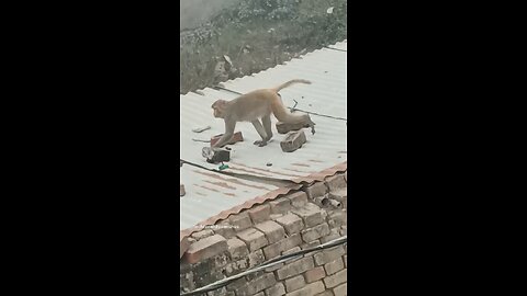 monkey🐒🐒 #funny #comedy#viral #trending #monkey #shorts #yt