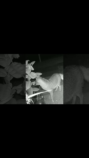 The Fox Knocks The Lantern #Shorts 🌲