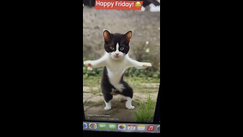 Dancing kitten