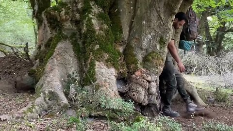 Build a warm shelter with a fireplace inside a 5,000 year old tree.7