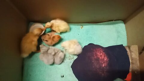 Chicks, frizzle and silkie, and a couple of ducklings, this is an older video from October 2020