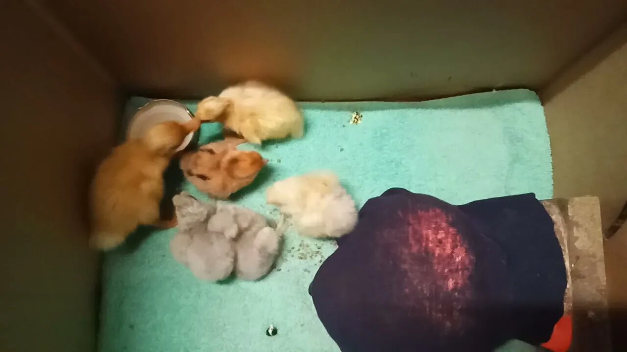 Chicks, frizzle and silkie, and a couple of ducklings, this is an older video from October 2020