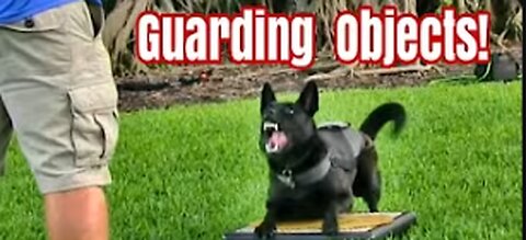 HOW TO TEACH ANY DOG RECALL WITH THE E-COLLAR!